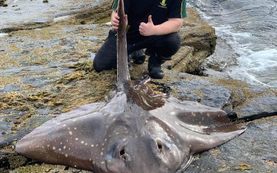 not so common skate