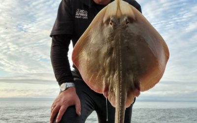 Hunting for a big blonde in Wales