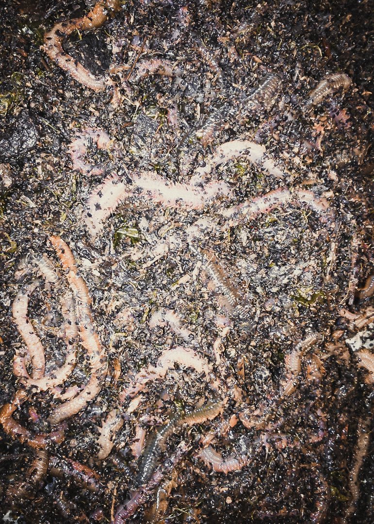 night fishing bait