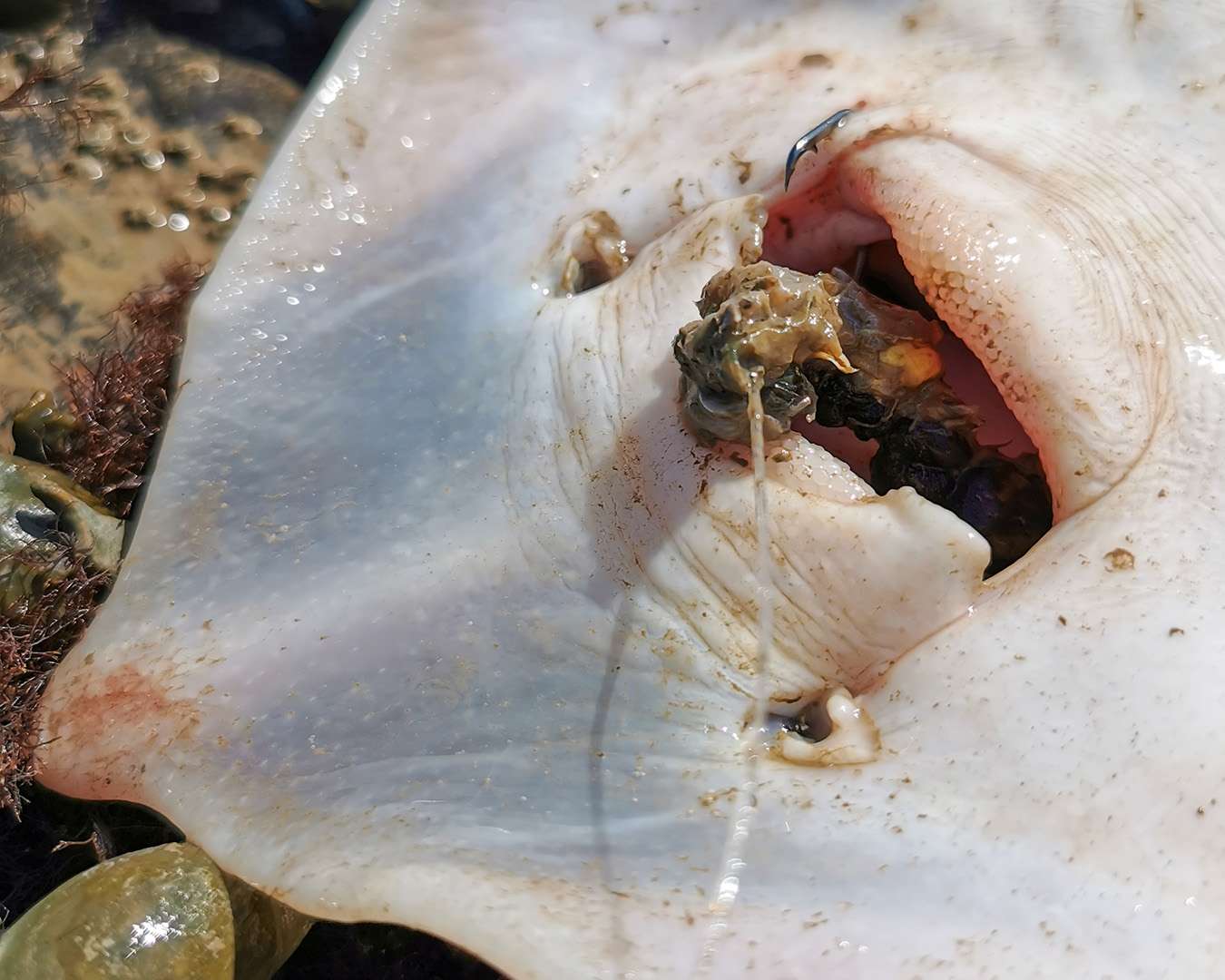 The Circle hook avoids deep hooking fish