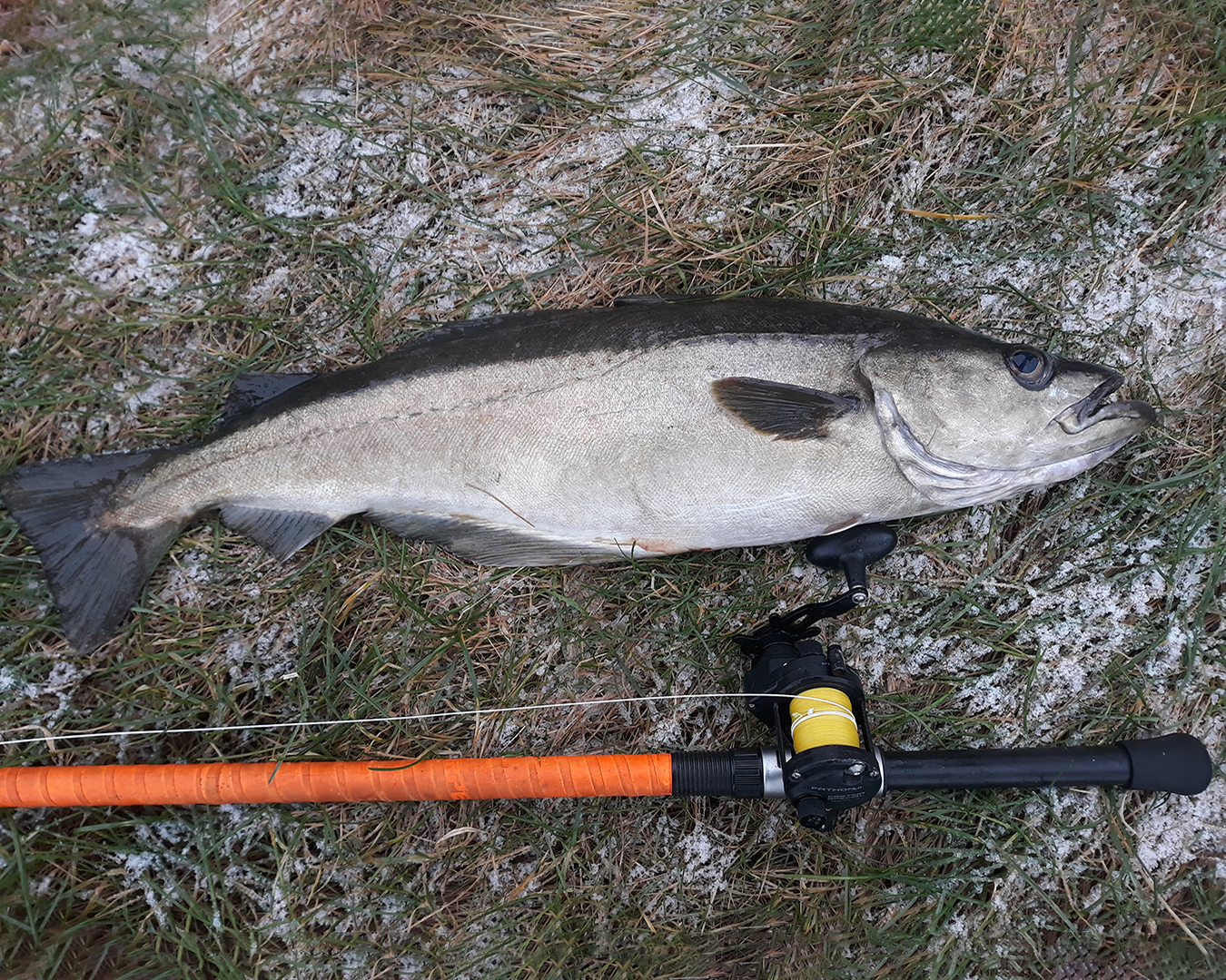 A 13lb 9oz Pollack, caught by Lasse using his Braid Dongle
